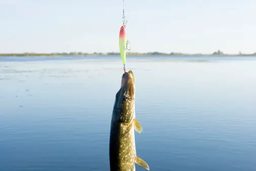 Mit einem Vorfach zum großen Fisch