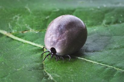 Ohne Zeckenschutz saugen sich Zecken voll Blut