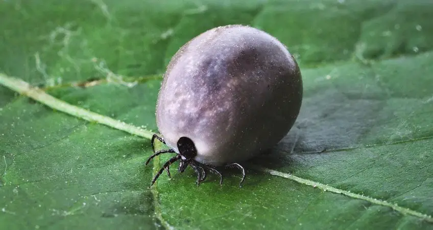 Ohne Zeckenschutz saugen sich Zecken voll Blut