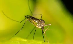 Natürlicher Mückenschutz oder Chemiekeule – was hilft wirklich?