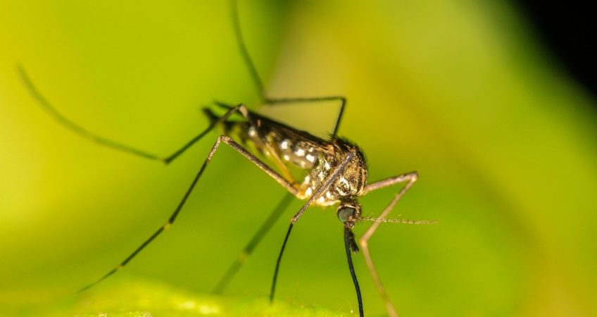 Natürlicher Mückenschutz in der Praxis