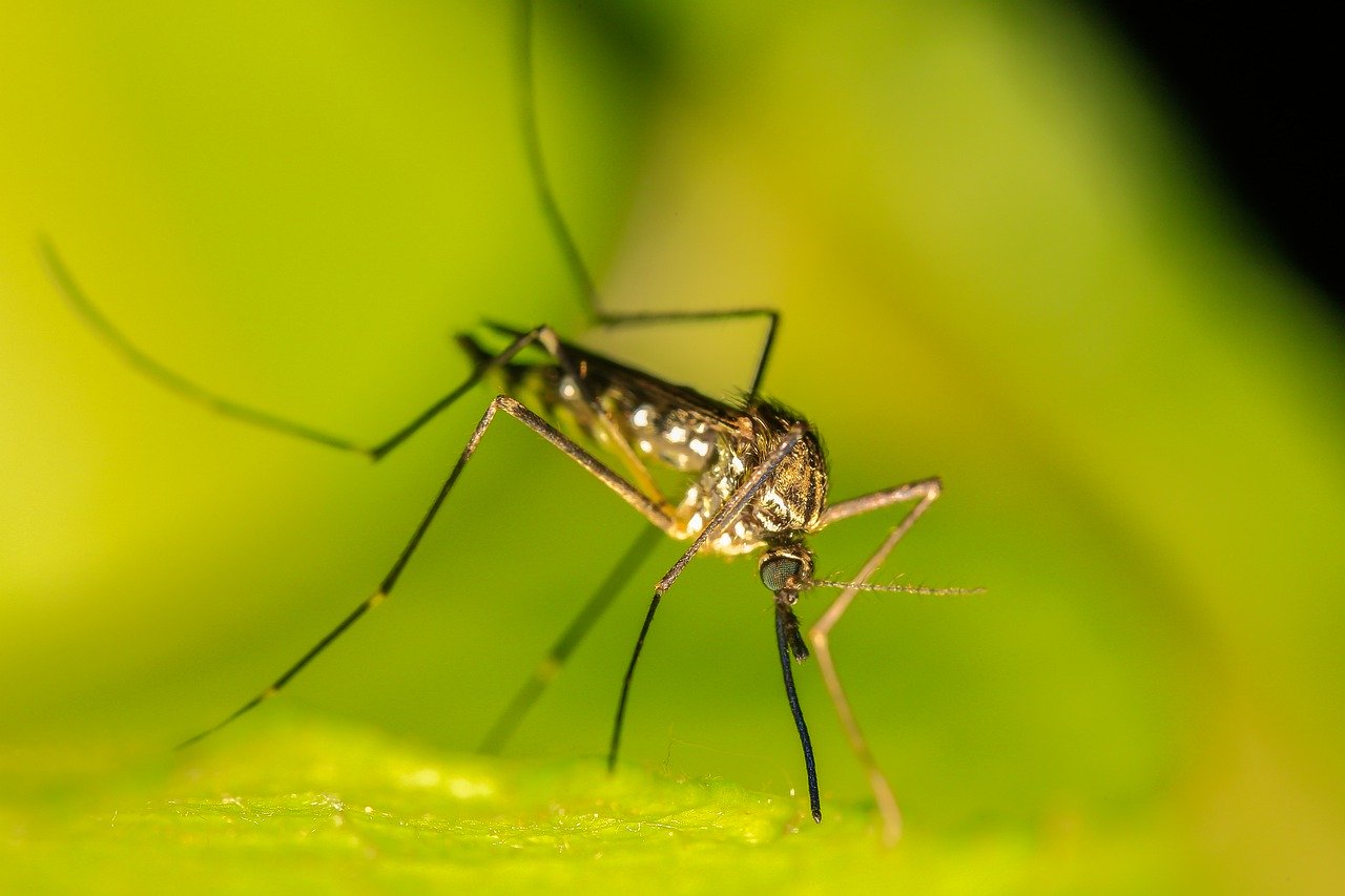 Natürlicher Mückenschutz in der Praxis