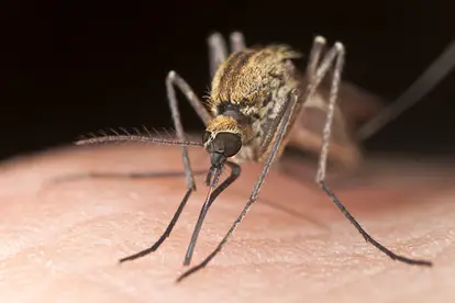 Mücken – wie schützt man sich effektiv?