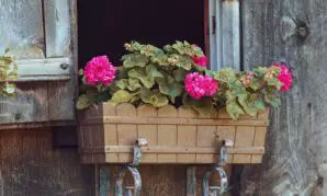 Wie gelingt die Überwinterung von Balkon- und Kübelpflanzen?